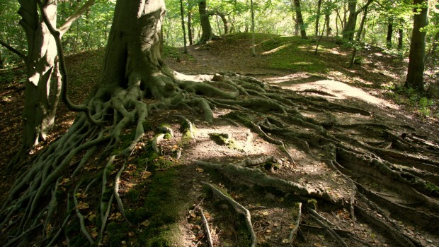 Lisse_Keukenhofbos_wortels