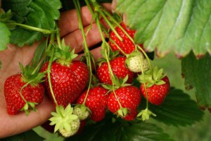 van reeuwijk zelf aardbeien plukken