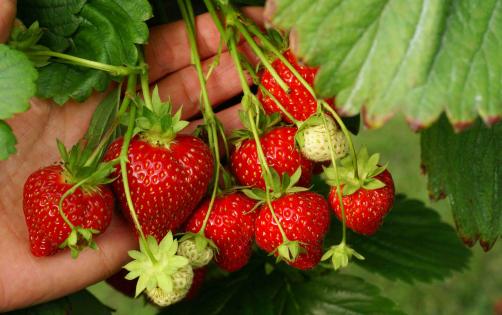 van reeuwijk zelf aardbeien plukken