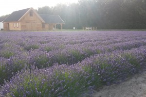 Lady Lavendel Noordwijk