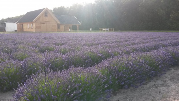 Lady Lavendel Noordwijk