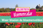 bloemenradar keukenhof