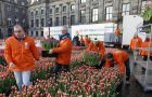 tulpendag Amsterdam