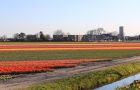 Quand les champs de fleurs fleurissent