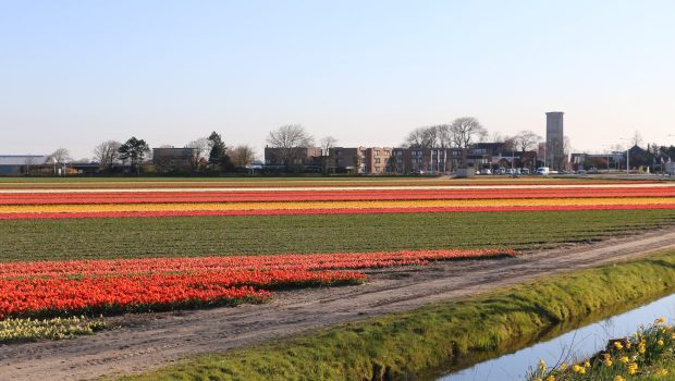 Quand les champs de fleurs fleurissent