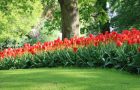 Keukenhof 2018