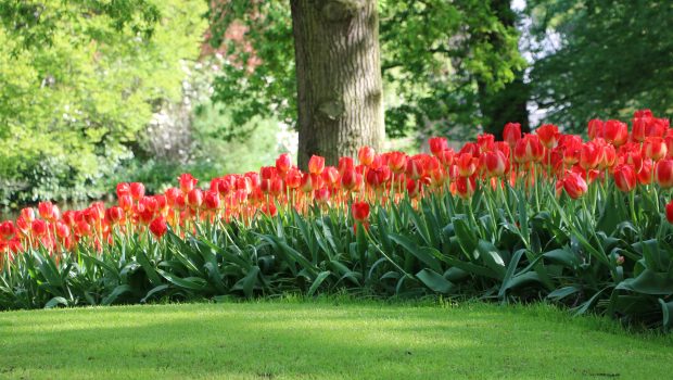 Keukenhof 2018