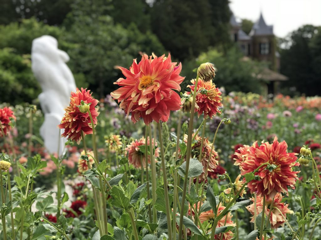 Keukenhof Dahlia Dagen