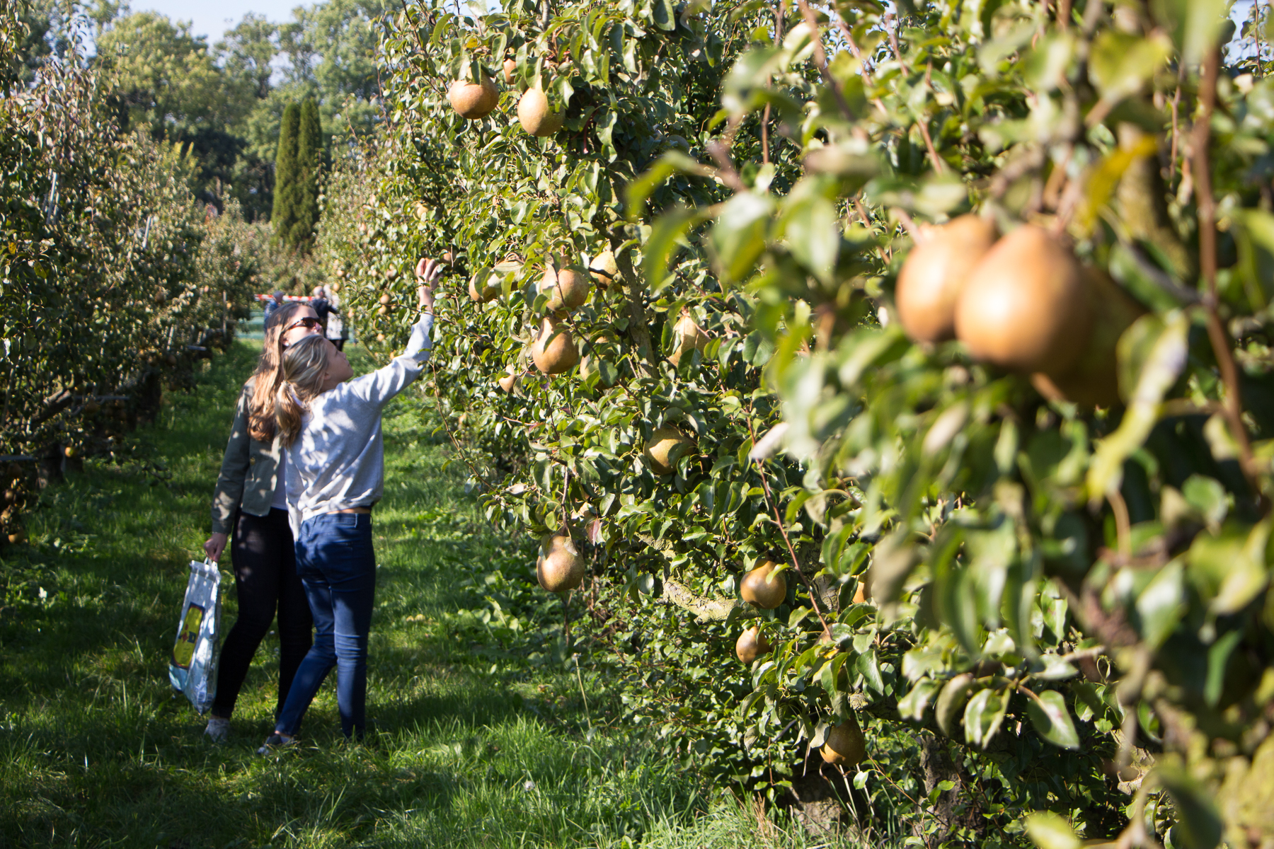 Zelf appels en peren plukken bij Landgoed de Olmenhorst