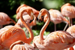 Vogelpark Avifauna