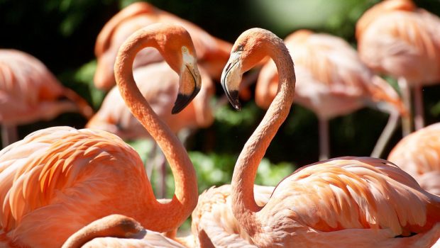 Vogelpark Avifauna