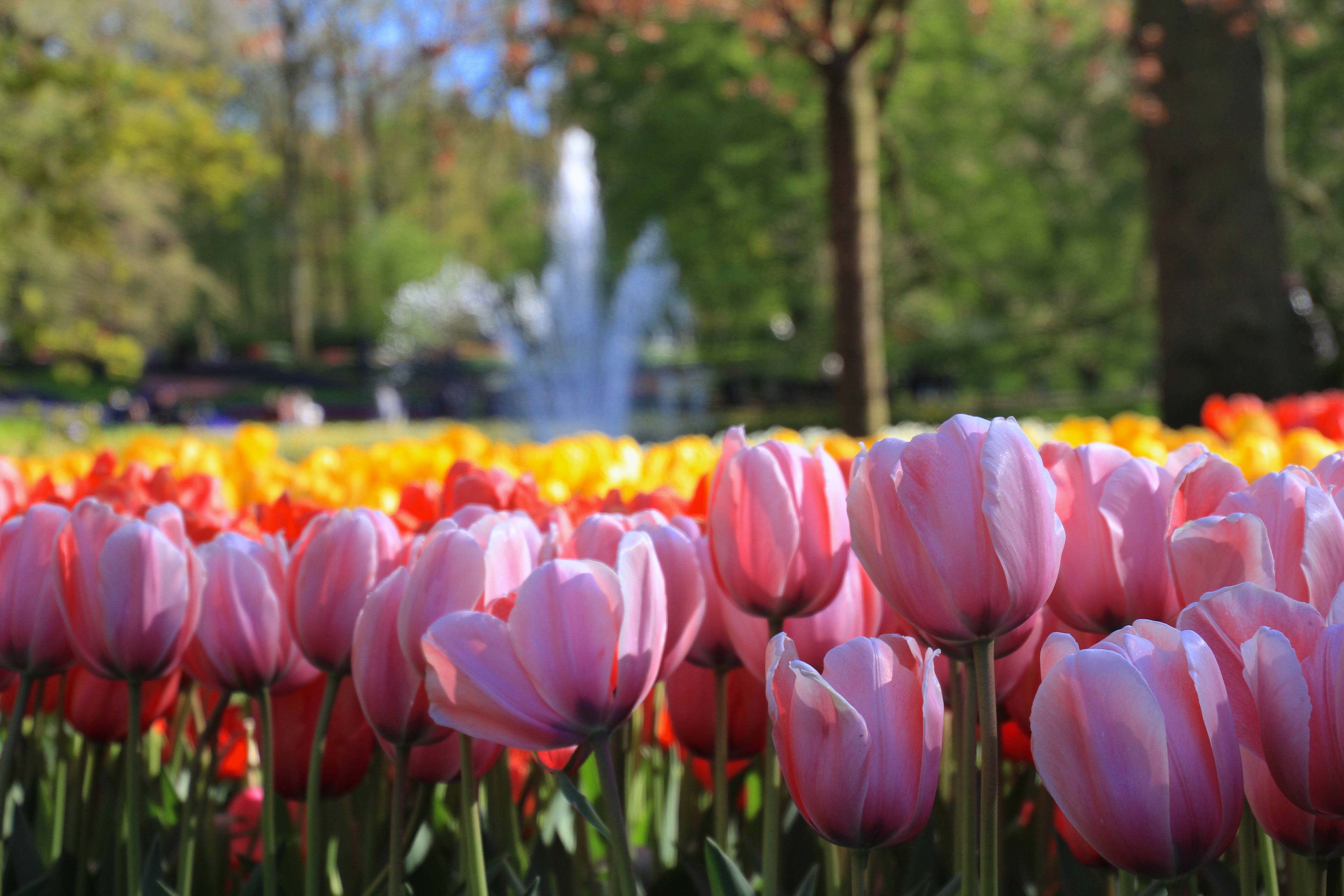 openingsweekend Keukenhof