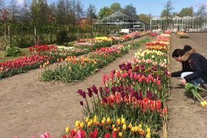 Showtuin TulipStore Voorhout