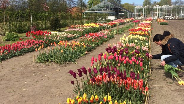 Showtuin TulipStore Voorhout