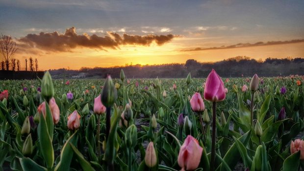 Pluktuin Noordwijkerhout