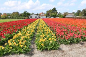 Canna summer flowers holland