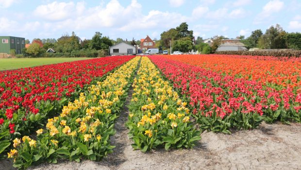 Canna summer flowers holland