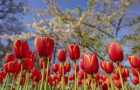 Keukenhof virtueel