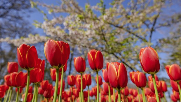 Keukenhof virtueel