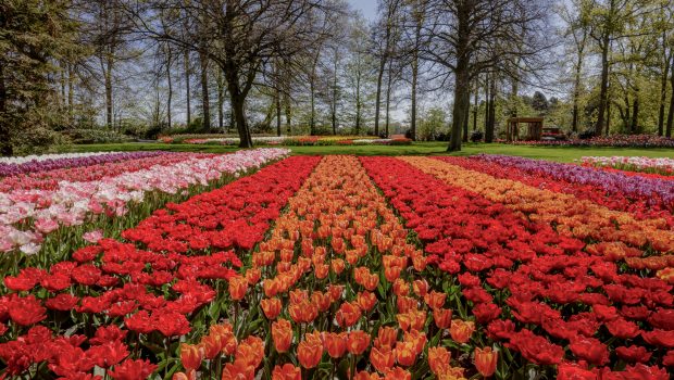 Keukenhof ticket