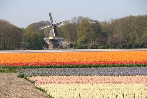 Prive gids tulpenvelden