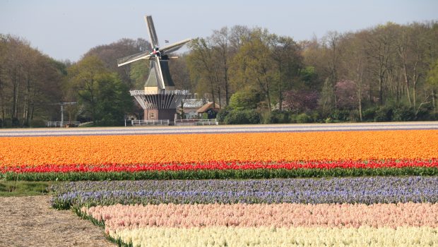 Prive gids tulpenvelden