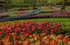 Keukenhof digitale rondleidingen