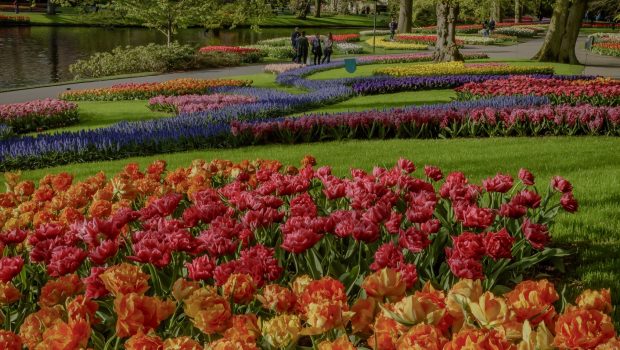 Keukenhof digitale rondleidingen