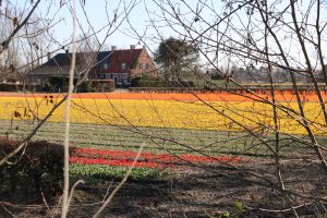 Wandelroute langs de bollenvelden in Lisse