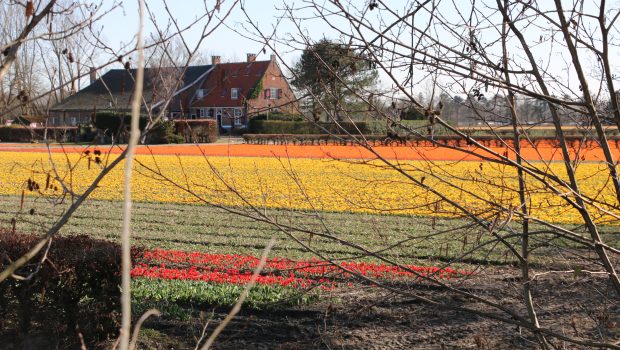 Wandelroute langs de bollenvelden in Lisse