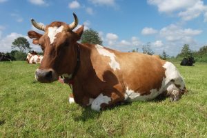 Boerderij Boterhuys