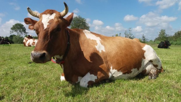 Boerderij Boterhuys