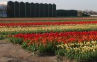 Paasdrukte Keukenhof Bollenstreek