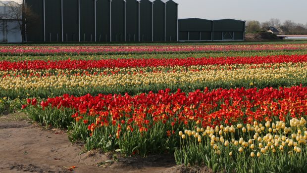 Paasdrukte Keukenhof Bollenstreek