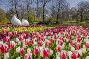 Korting Keukenhof