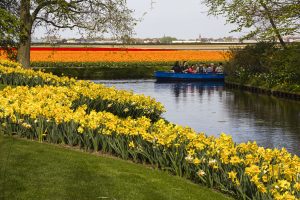 Keukenhof rondvaart tulpenvelden