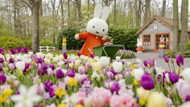 Nijntje bezoekt Keukenhof