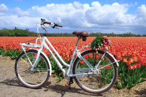 Cycling on the Dutch Flower Route