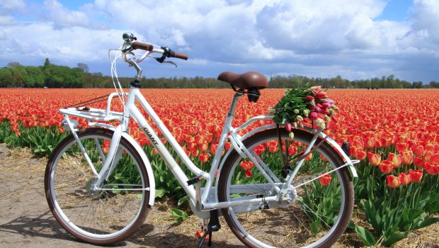 La route des fleurs néerlandaise à vélo