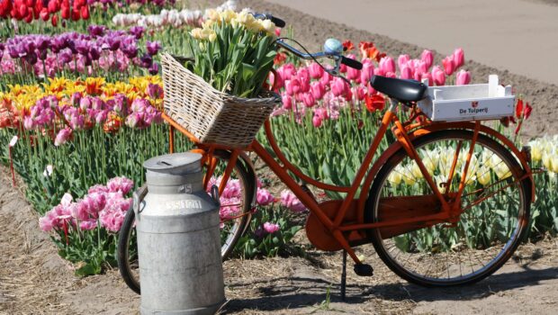 Ferme de tulipes De Tulperij