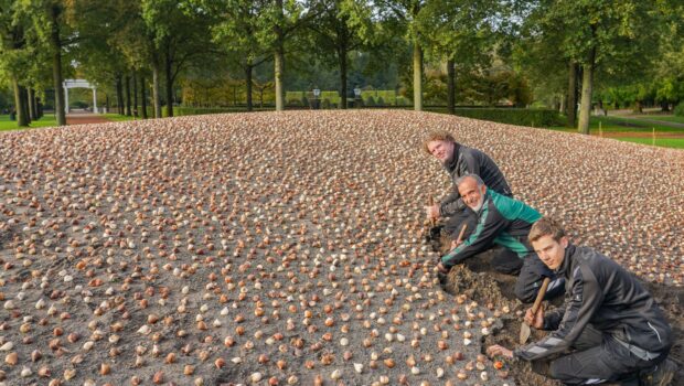keukenhof planten eerste bloembollen seizoen 2025,keukenhof tuinmannen